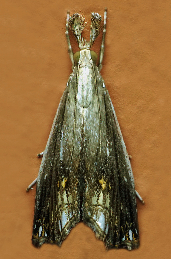 Micrelephas crassipalpis Valle del Cauca<br />
2100m Micrelephas crassipalpis