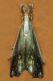 Micrelephas crassipalpis Valle del Cauca
2100m Micrelephas crassipalpis