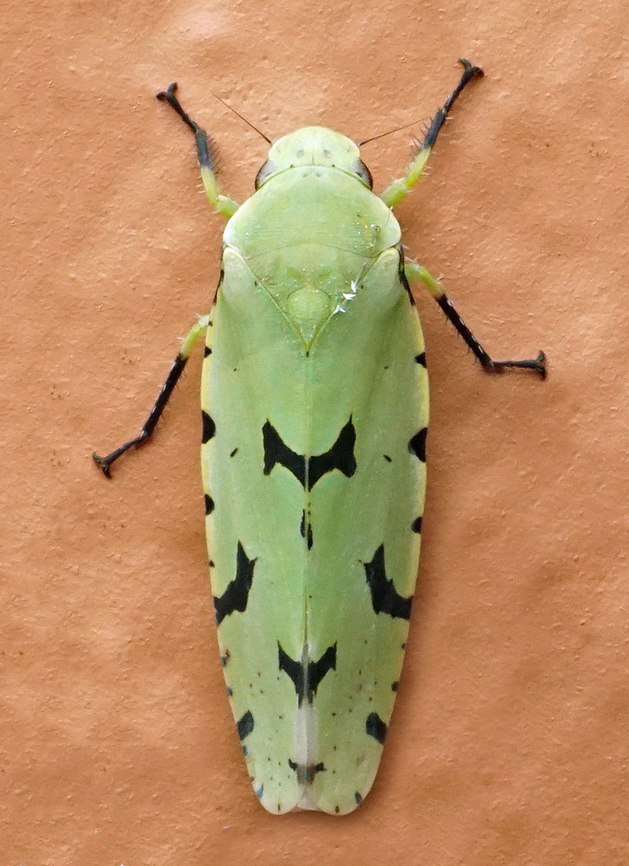 Angucephala sp. Valle del Cauca<br />
2100m<br />
<br />