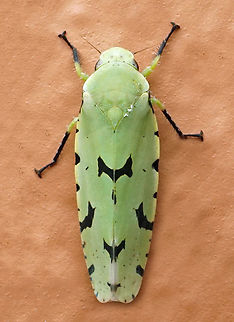 Angucephala sp. Valle del Cauca
2100m