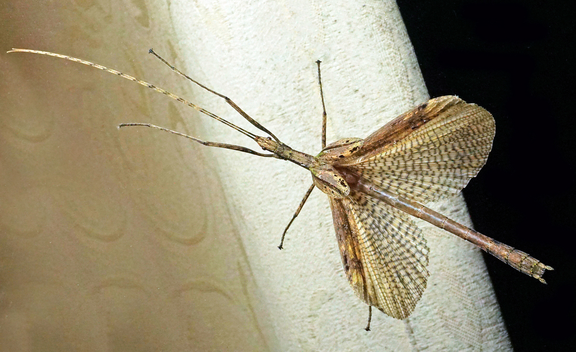 Metriophasma sp. Valle del Cauca<br />
2100m