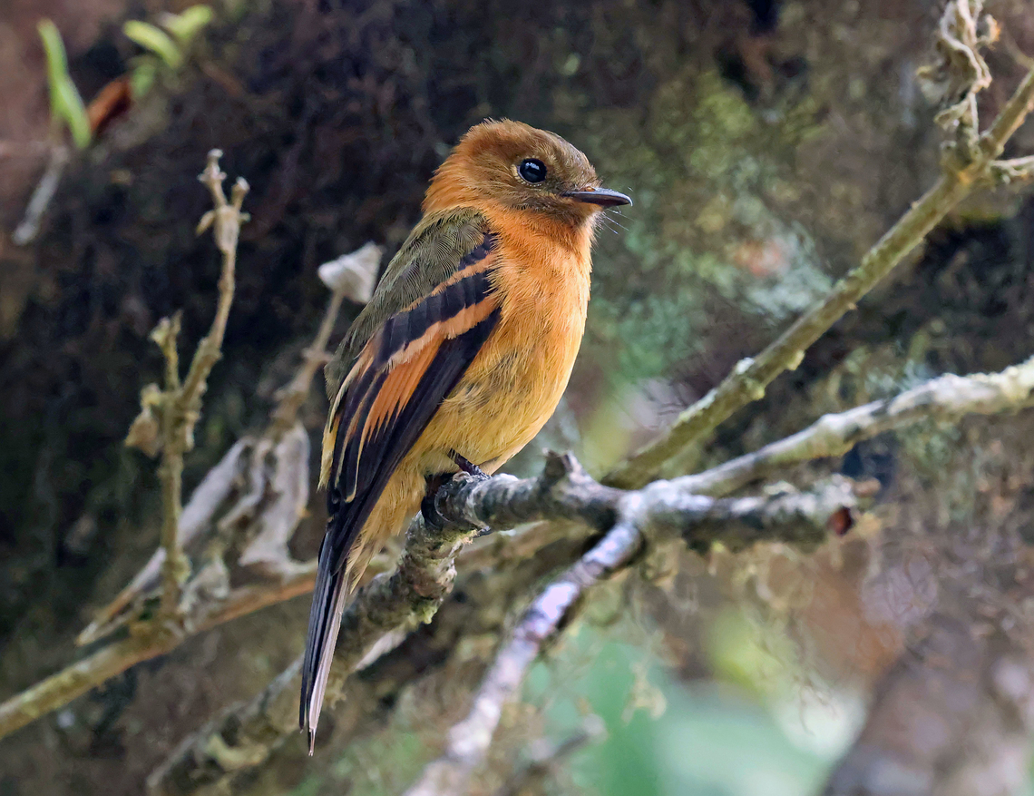 Cinnamon Flycatcher Valle del Cauca<br />
1250m Cinnamon flycatcher,Pyrrhomyias cinnamomeus