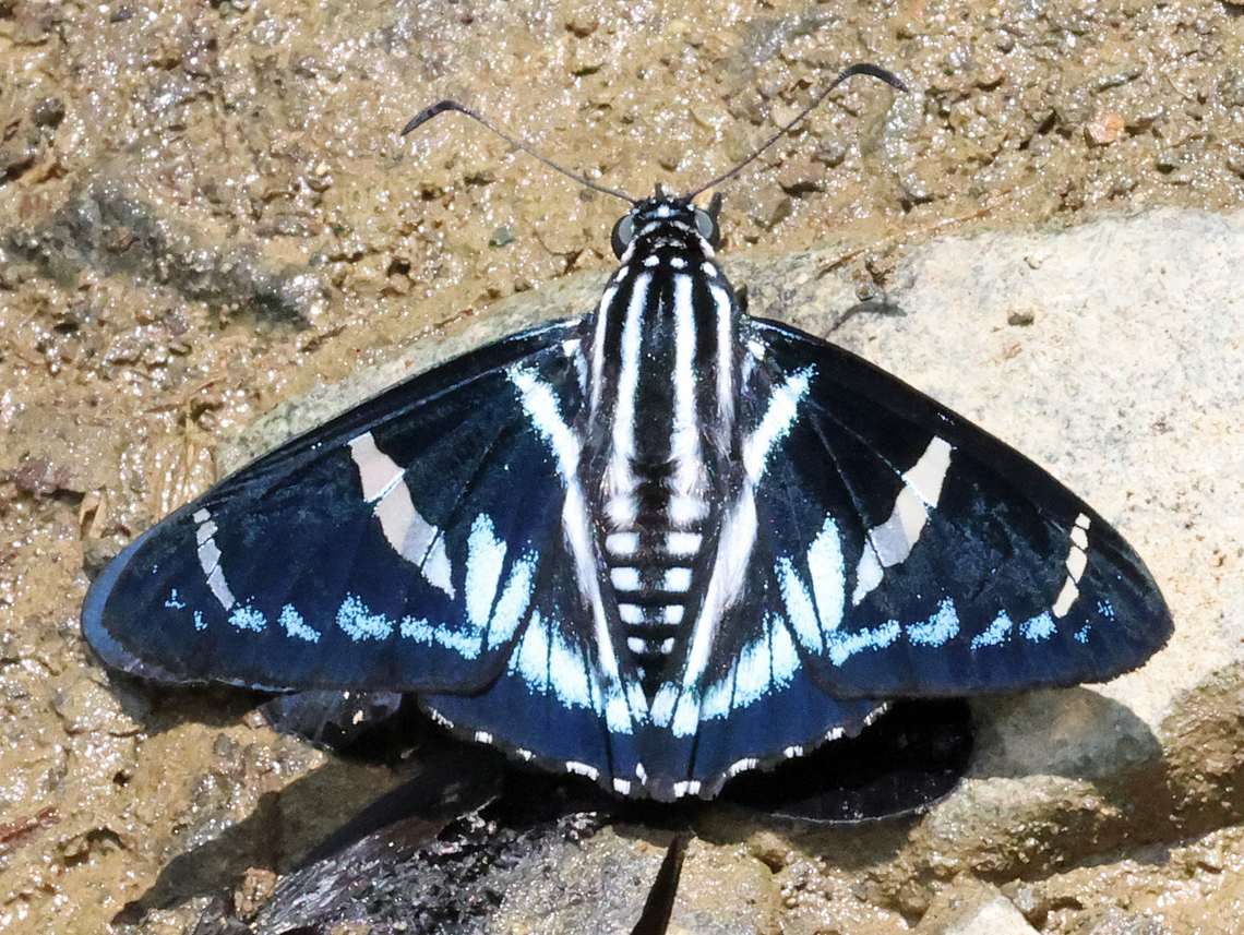 Jemadia ovid Lago Calima, Valle del Cauca<br />
1270m Jemadia ovid