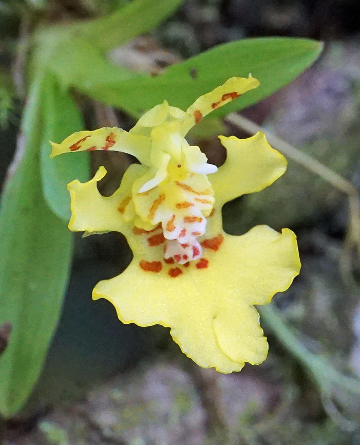Erycina crista-galli Valle del Cauca<br />
1280m Erycina crista-galli