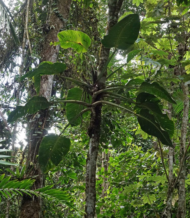 Monstera cf. planadensis 2000m<br />
Valle del Cauca Monstera planadensis