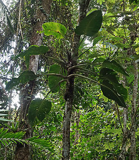Monstera cf. planadensis 2000m
Valle del Cauca Monstera planadensis