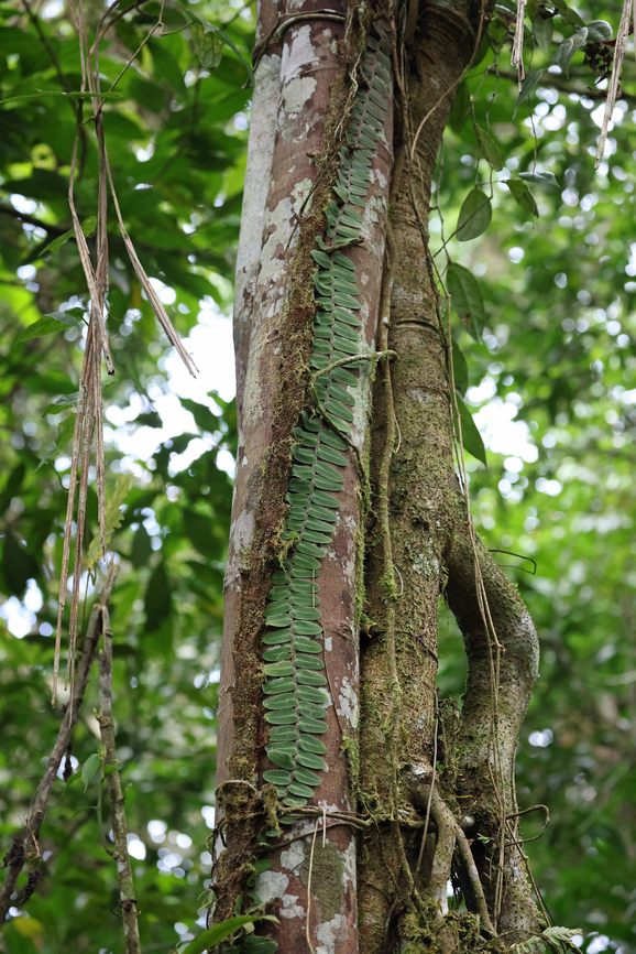 Marcgravia rectiflora 2100m<br />
Valle del Cauca Marcgravia rectiflora