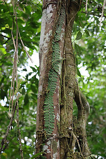 Marcgravia rectiflora 2100m
Valle del Cauca Marcgravia rectiflora