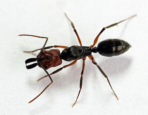 Odontomachus erythrocephalus Valle del Cauca
2100m Odontomachus erythrocephalus