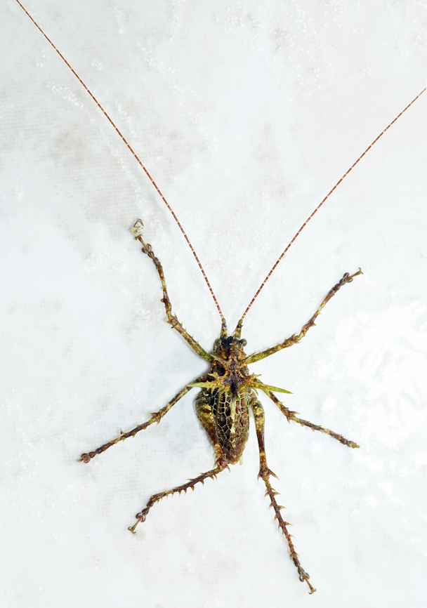 Muscuspina neblina Valle del Cauca<br />
2100m Muscuspina neblina