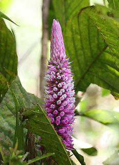 Elleanthus robustus Valle del Cauca Elleanthus robustus