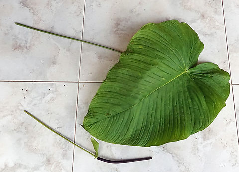 Anthurium cuspidatum Valle del Cauca Anthurium cuspidatum