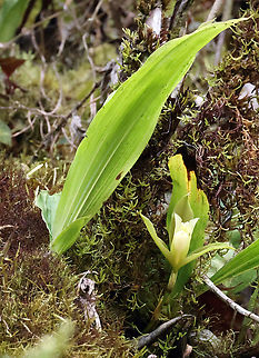 Lycaste niesseniae Valle del Cauca Ida fimbriata