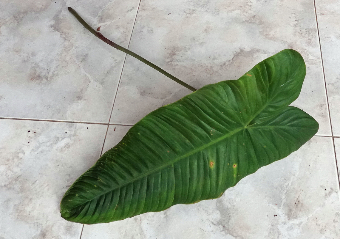 Philodendron tenue Valle del Cauca Philodendron tenue