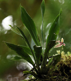 Kefersteinia tolimensis Valle del Cauca Kefersteinia tolimensis