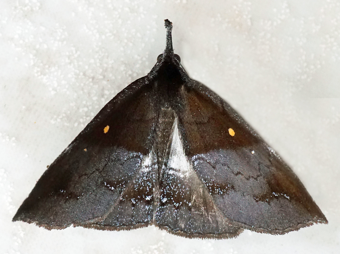 Dogninades renei Valle del Cauca<br />
2100m Dogninades renei