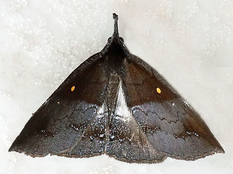 Dogninades renei Valle del Cauca
2100m Dogninades renei