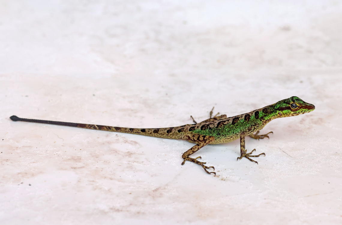 Speckled Anole Valle del Cauca<br />
2100m Anolis ventrimaculatus
