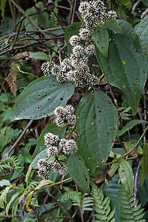Baccharis trinervis Valle del Cauca
2100m Baccharis trinervis