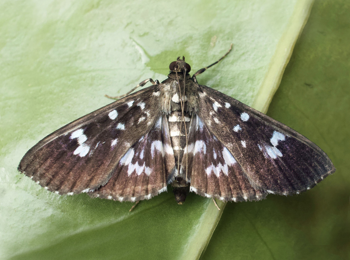 Pilocrocis cryptalis Valle del Cauca<br />
2100m Pilocrocis cryptalis