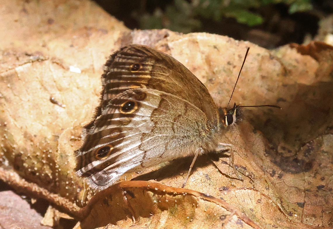 Graphita griphe Valle del Cauca<br />
2100m Graphita griphe