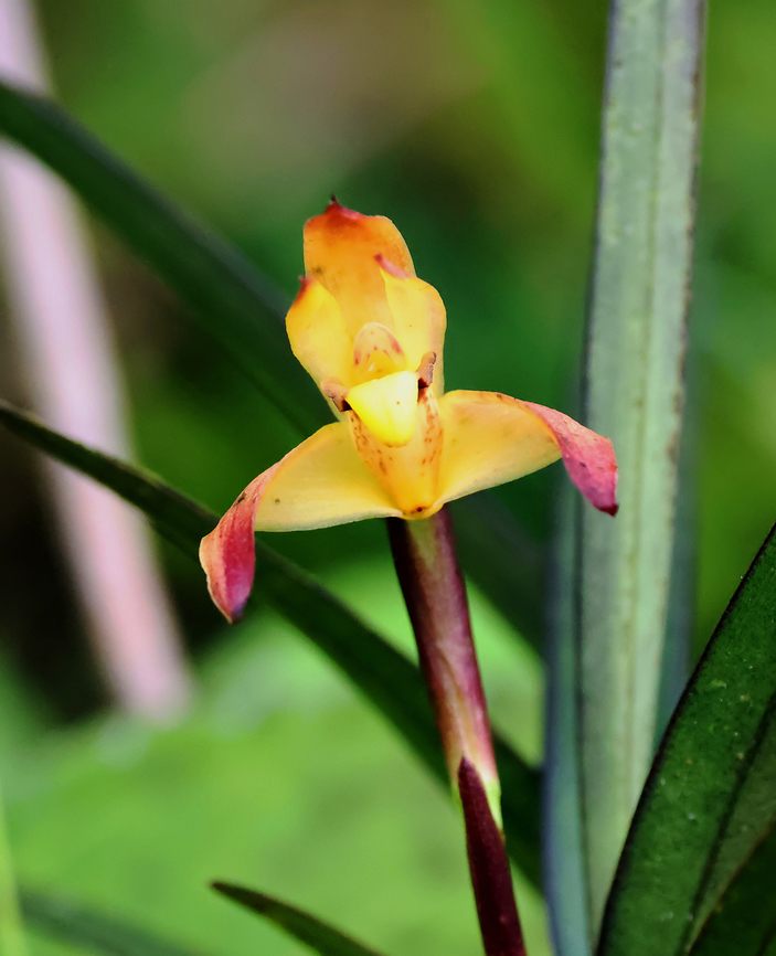 Maxillaria betancurii Valle del Cauca<br />
1950m Maxillaria betancurii
