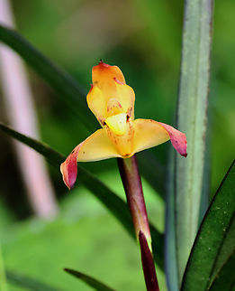 Maxillaria betancurii Valle del Cauca
1950m Maxillaria betancurii