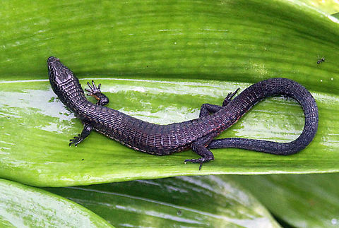 Ptychoglossus stenolepis Valle del Cauca
2100m Alopoglossus stenolepis