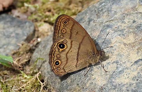 Hermeuptychia hermes Valle del Cauca
2100m Hermes Satyr,Hermeuptychia hermes