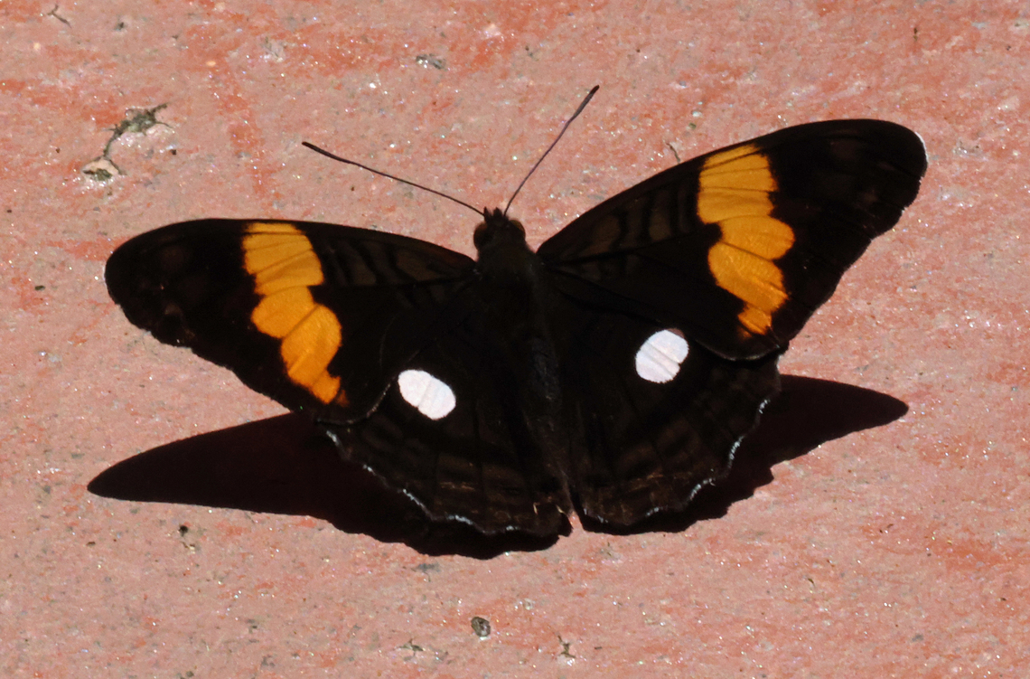 Adelpha leucophthalma Valle del Cauca<br />
2100m Adelpha leucophthalma,White-spot Sister