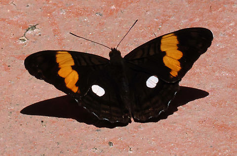 Adelpha leucophthalma Valle del Cauca
2100m Adelpha leucophthalma,White-spot Sister