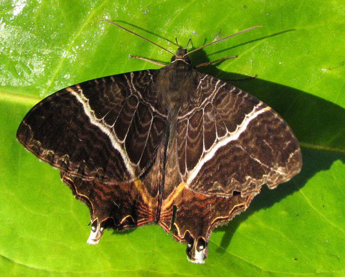 Coronidia subpicta Valle del Cauca<br />
2100m Coronidia subpicta
