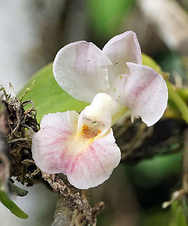 Rodriguezia lehmannii Valle  del Cauca Rodriguezia lehmannii