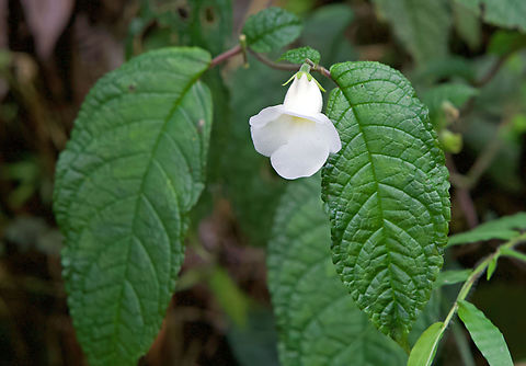Monopyle uniflora Calima, Valle del Cauca Monopyle uniflora