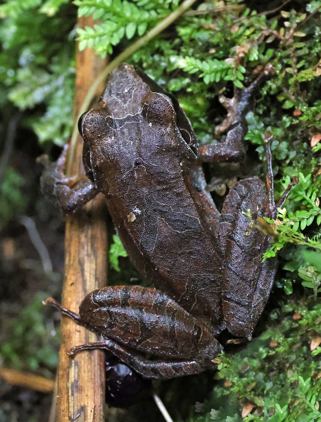 Pristimantis thectopternus Valle del Cauca Northern Cordilleras Robber Frog,Pristimantis thectopternus