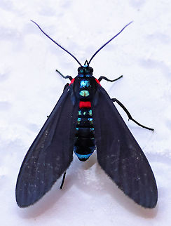 Holophaea endoleuca Valle del Cauca Holophaea endoleuca