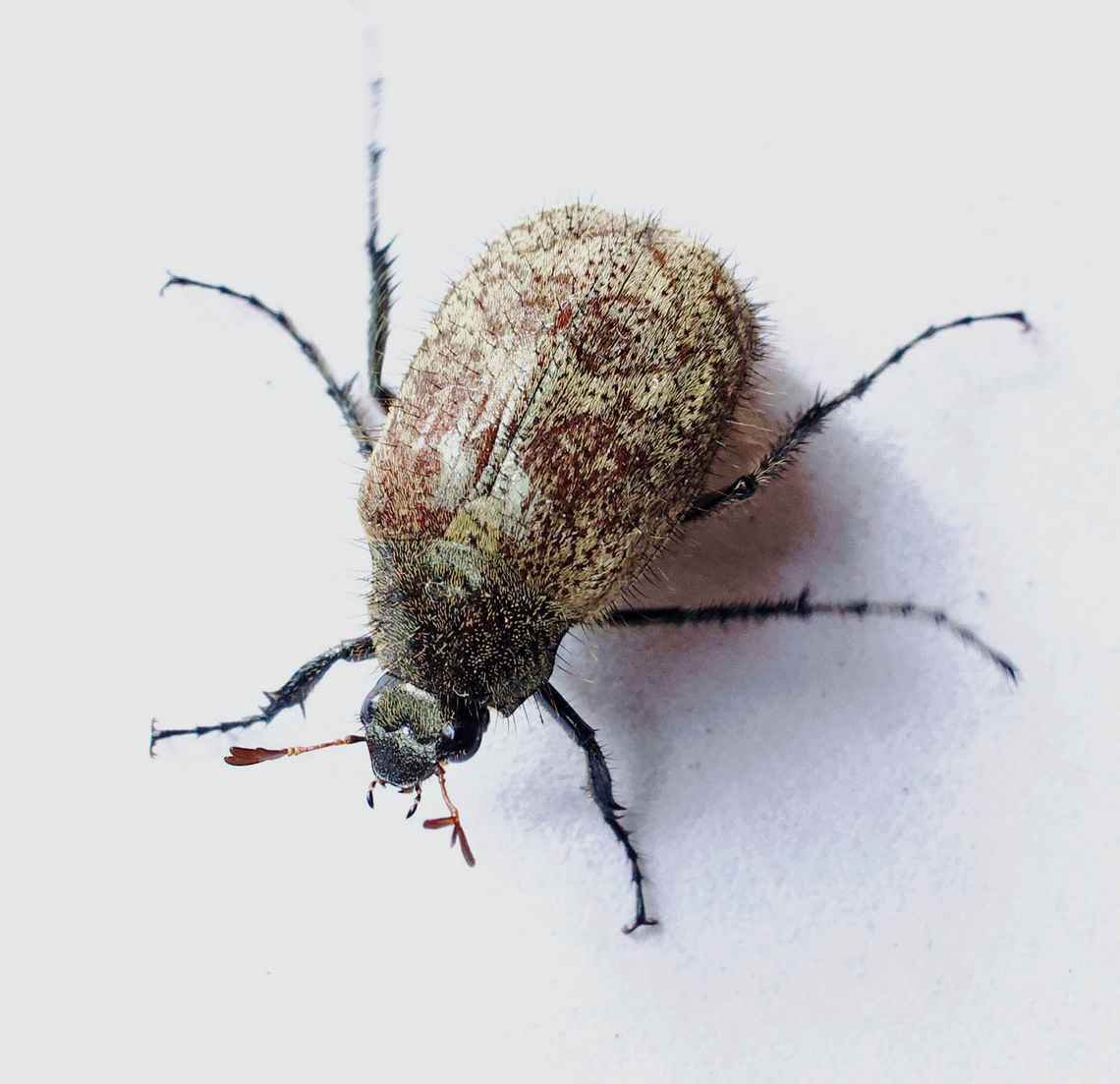 Isonychus crinitus Valle del Cauca Isonychus pilosus