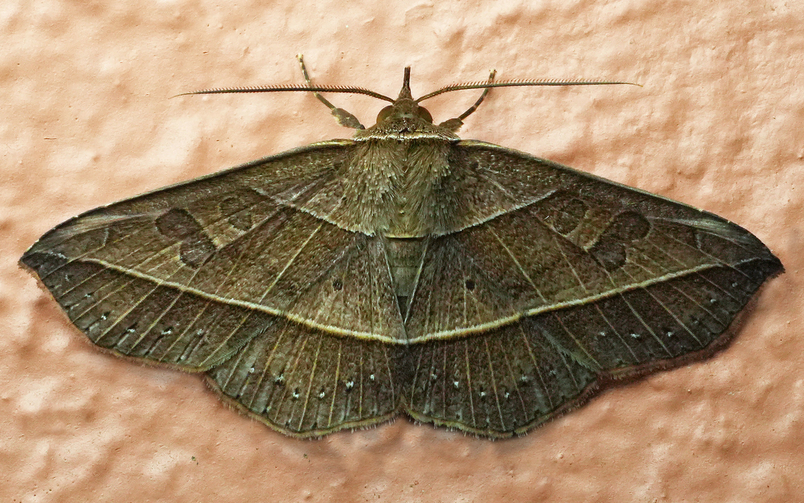 Sanys irrosea Valle del Cauca<br />
2100m Sanys irrosea