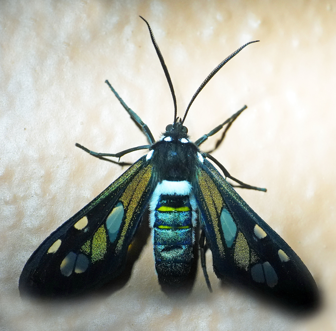 Phaio cephalena Valle del Cauca<br />
2100m Phaeo cephalena,Phaio cephalena