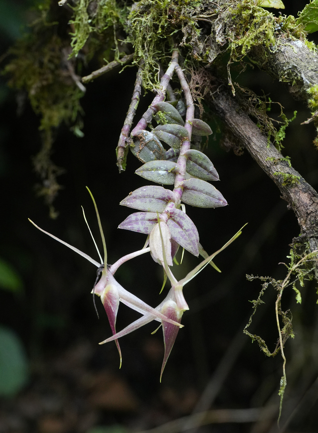Epidendrum escobarianum Calima, Valle del Cauca<br />
1600m Epidendrum escobarianum
