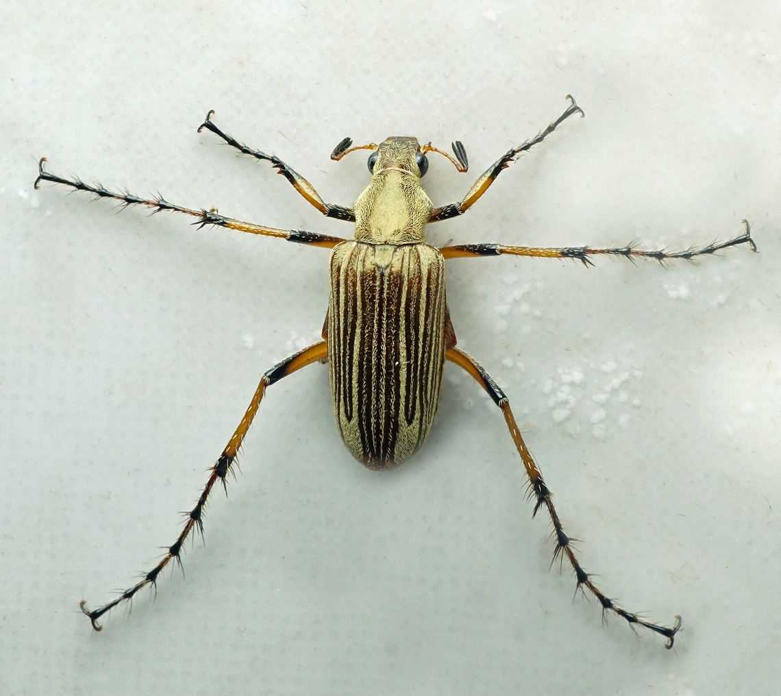Macrodactylus pexus Valle del Cauca<br />
2100m Macrodactylus pexus