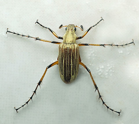 Macrodactylus pexus Valle del Cauca
2100m Macrodactylus pexus