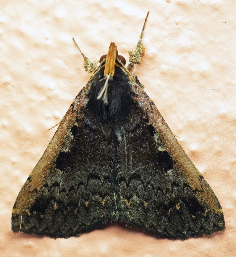 Mamerthes nigrilinea Valle del Cauca <br />
2100m Mamerthes nigrilinea