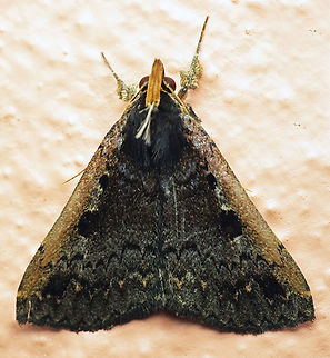 Mamerthes nigrilinea Valle del Cauca 
2100m Mamerthes nigrilinea