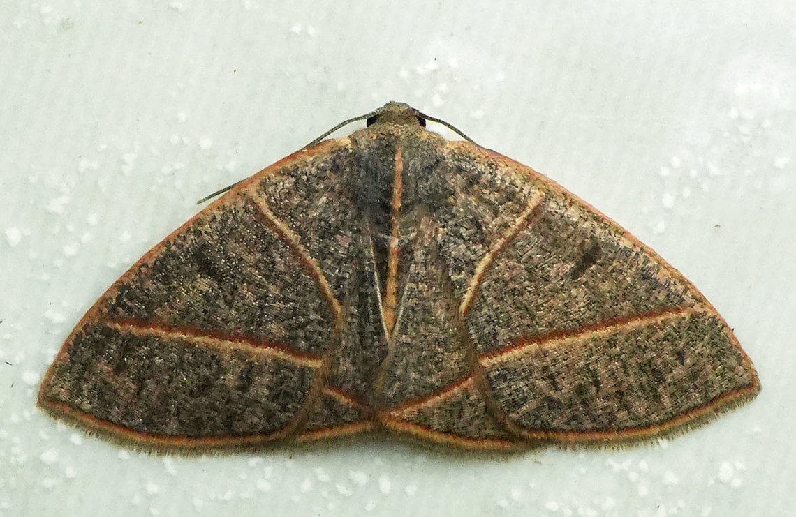 Mimosema versilinea Valle del Cauca<br />
2100m Mimosema versilinea