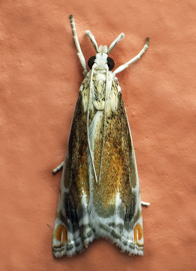 Micrelephas pseudokadenii <br />
Valle del Cauca<br />
2100m Micrelephas pseudokadenii