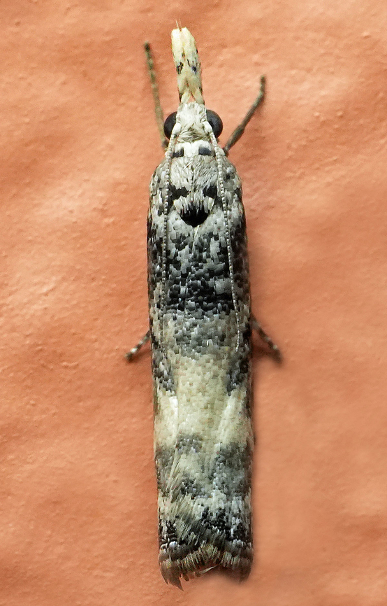 Microcrambus meretricella Valle del Cauca<br />
2100m Microcrambus meretricella