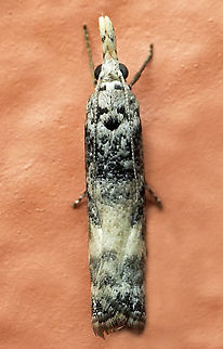Microcrambus meretricella Valle del Cauca
2100m Microcrambus meretricella