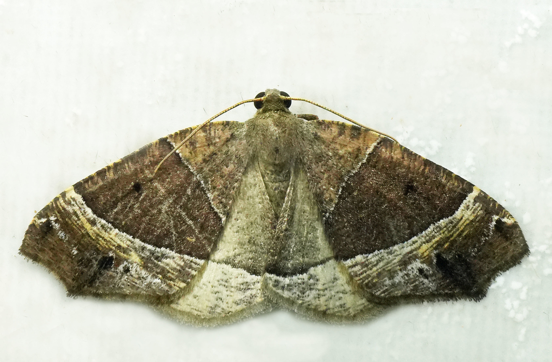 Callipseustes convergens Valle del Cauca<br />
2100m Callipseustes convergens