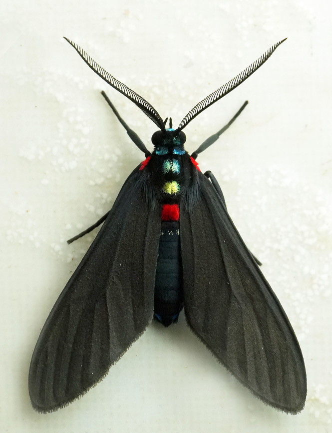 Holophaea melita Valle del Cauca<br />
2100m Holophaea melita